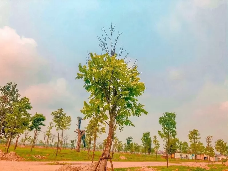 tiến độ thi công mê linh vista city